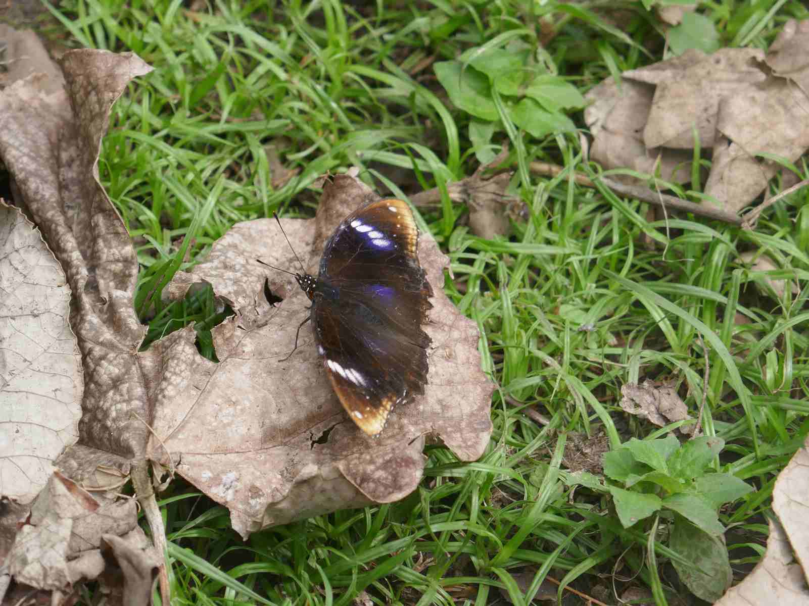 papillon Hapatoni