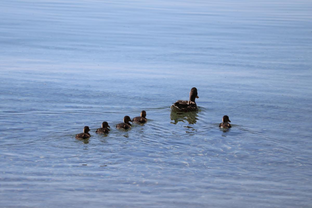 canards